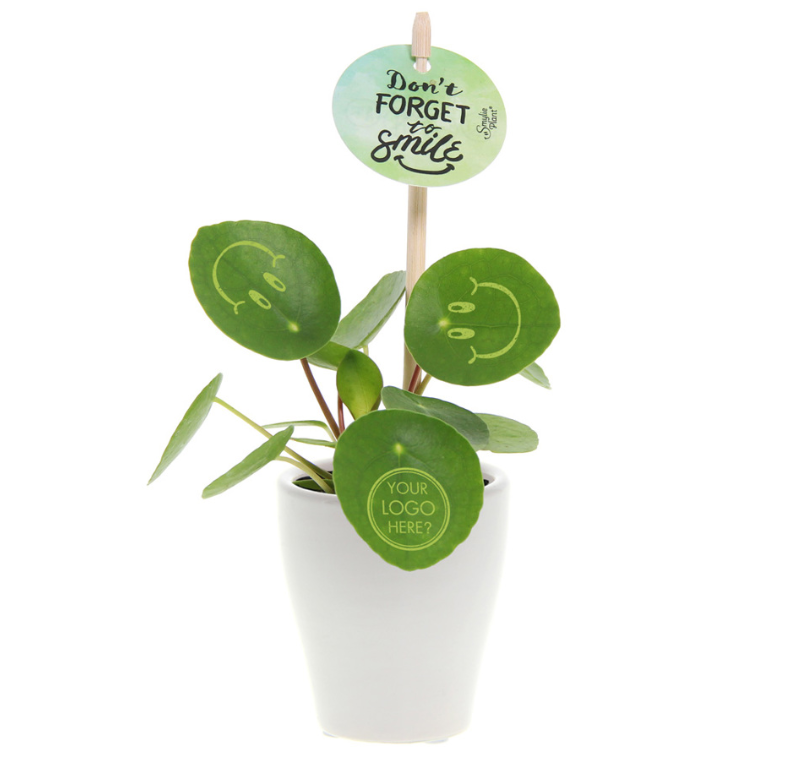 Smiley plant small keramieke pot - Afbeelding 3