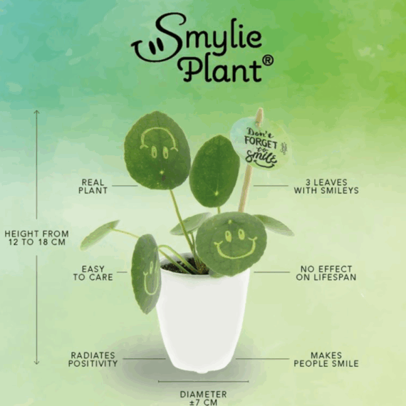 Smiley plant small keramieke pot