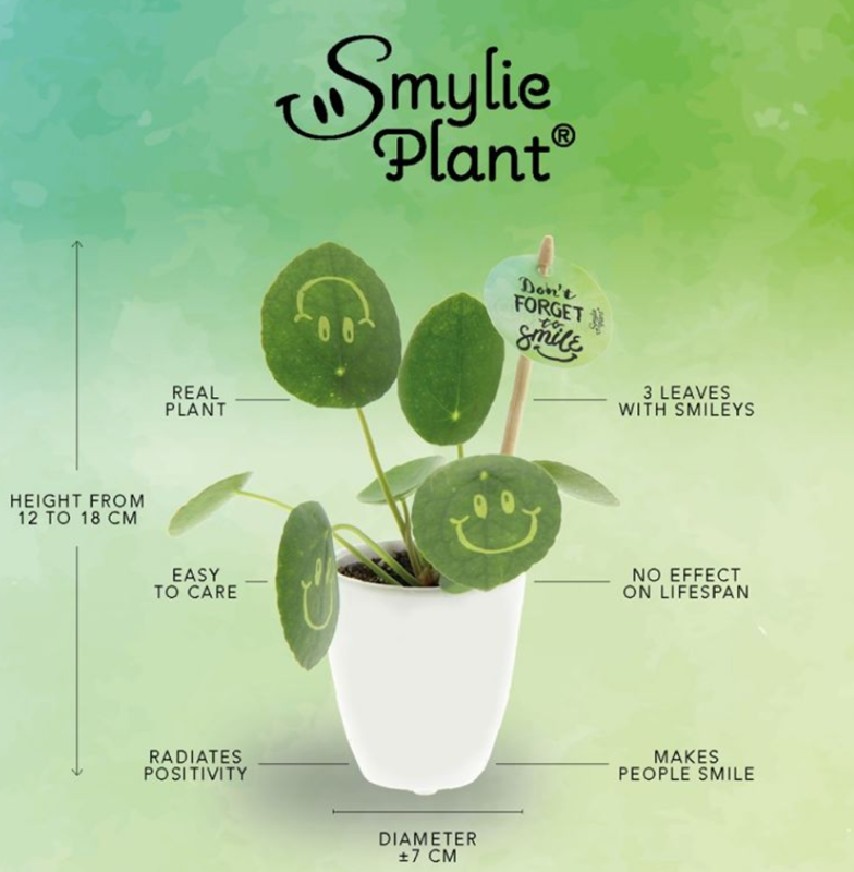 Smiley plant small keramieke pot - Afbeelding 2