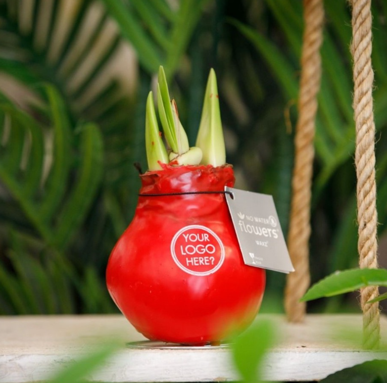 No Water Flowers - Amaryllis - Afbeelding 2