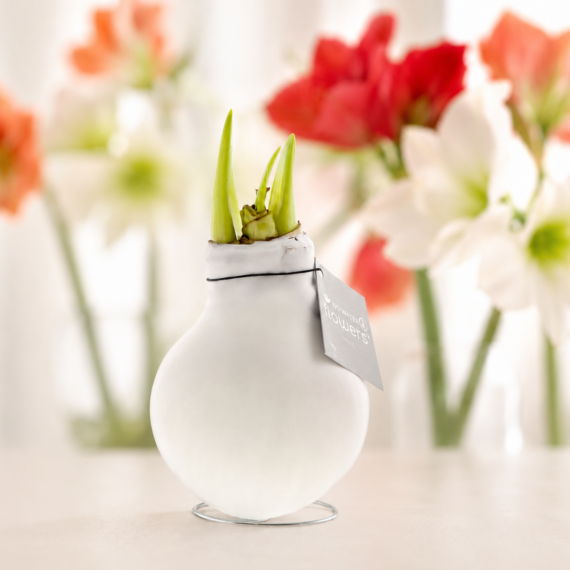No Water Flowers – Amaryllis