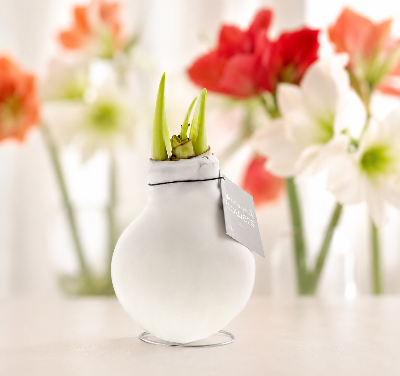 No Water Flowers - Amaryllis