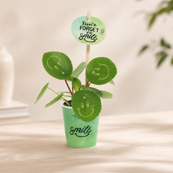 Smiley plant small papercup
