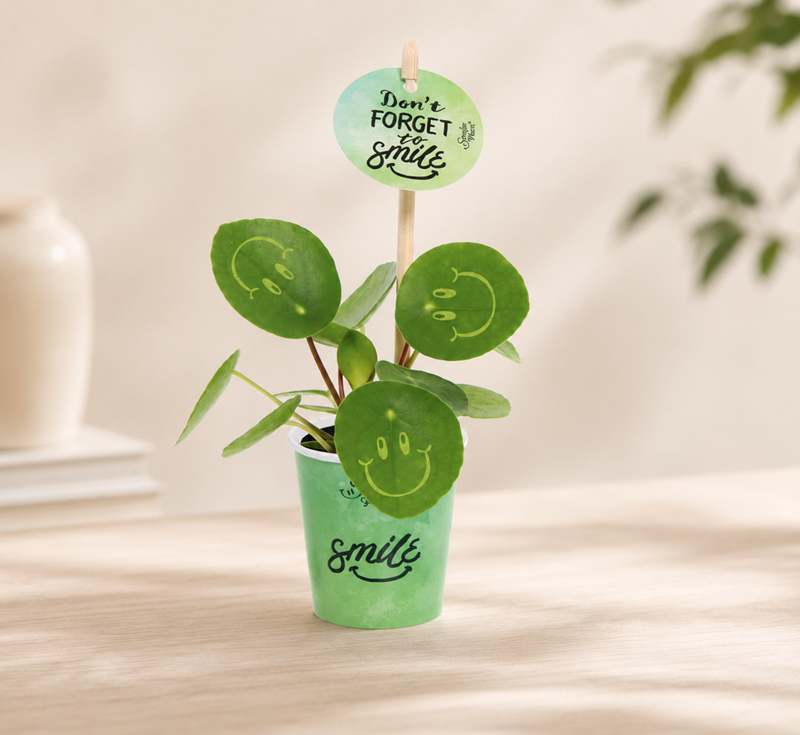 Smiley plant small papercup