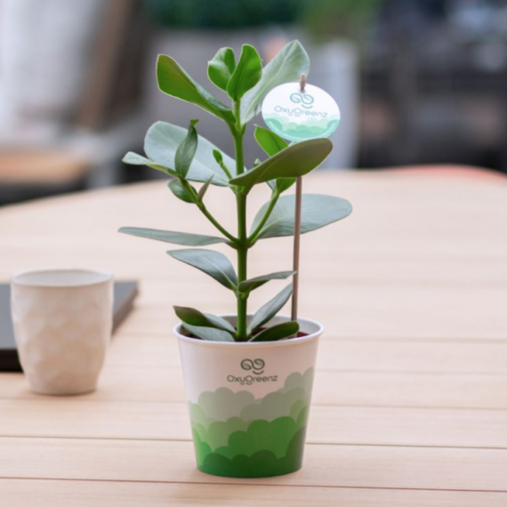 OxyGreenz® – Clusia rosea in papercup