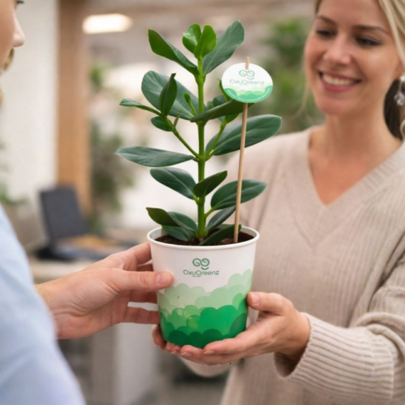 OxyGreenz® – Clusia rosea in papercup